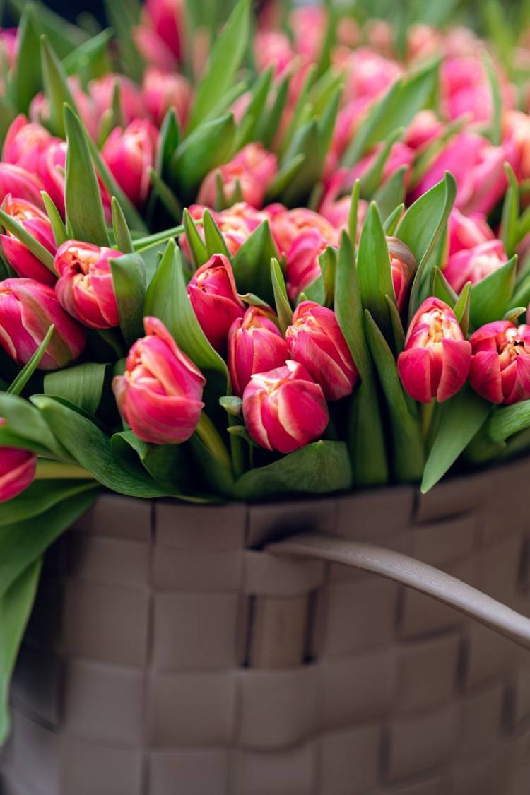Tulips in a Bag 