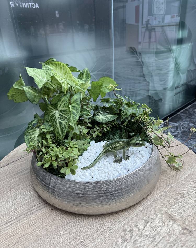 Composition of succulents №17