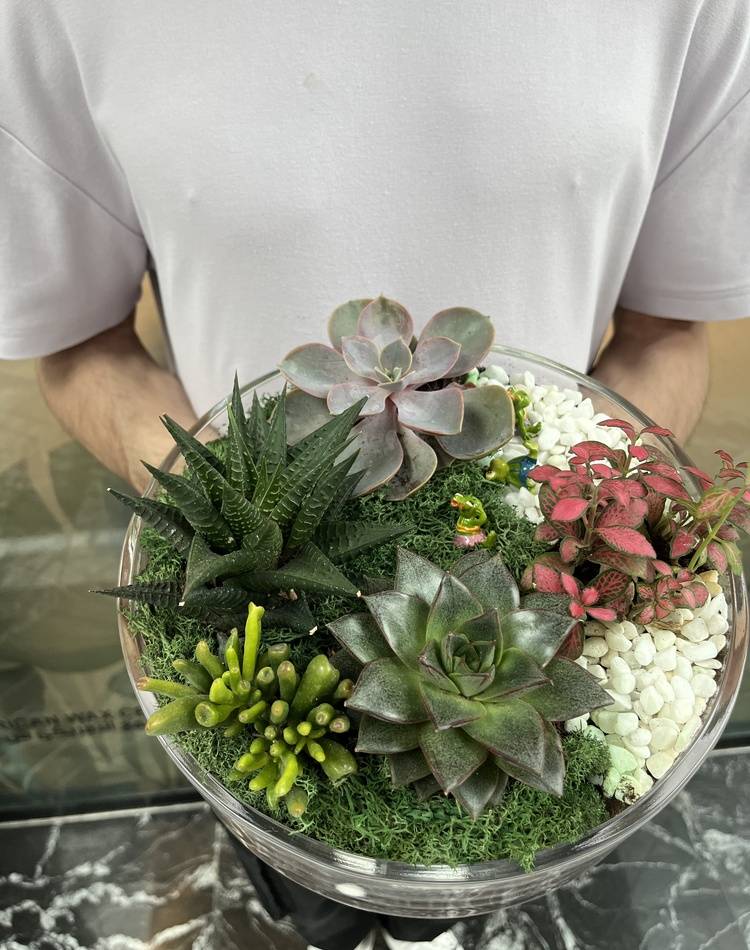Composition of succulents №4