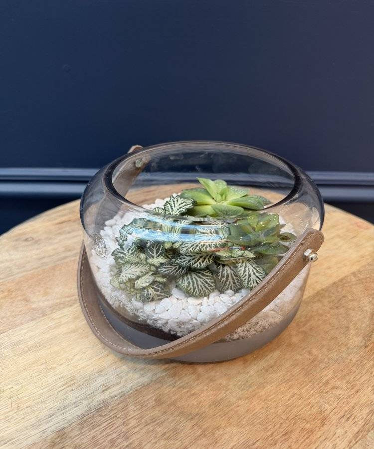 Composition of succulents No. 34