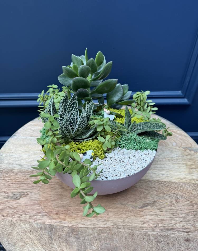 Composition of succulents №24