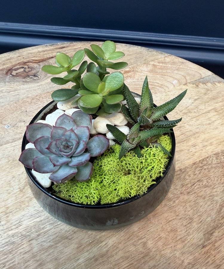 Composition of succulents No. 36