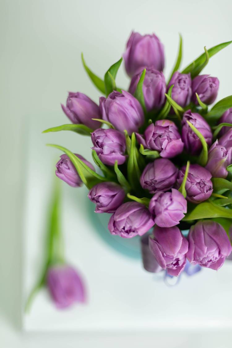 25 Purple Peony Tulips in a Hatbox